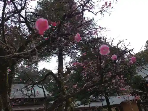 廣幡八幡宮の自然