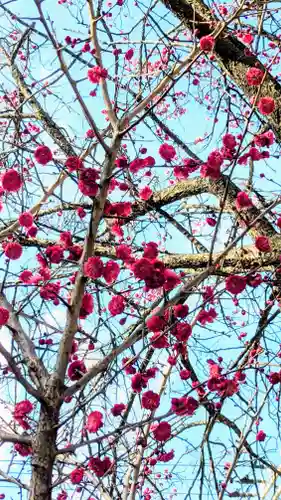 大宮・大原神社の自然