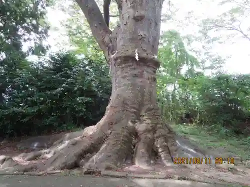 愛宕神社の自然
