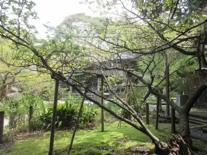 安國論寺(安国論寺)の自然