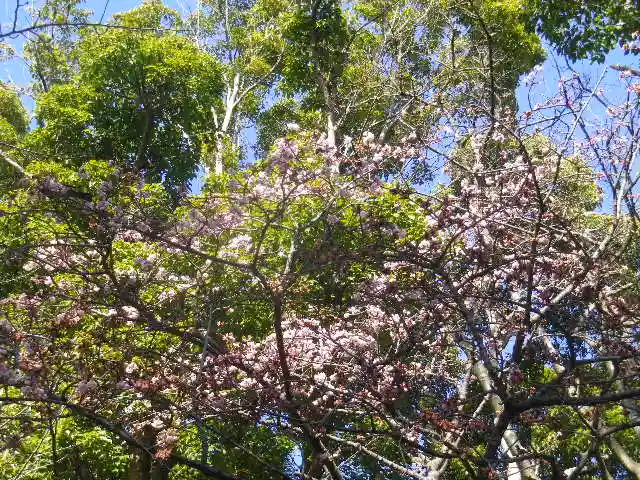 鶴岡八幡宮の自然