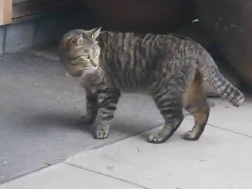 海南神社の動物