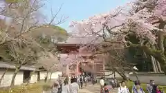 醍醐寺(京都府)