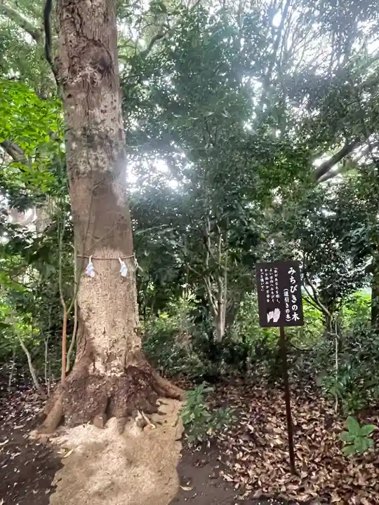 鶴嶺八幡宮の自然