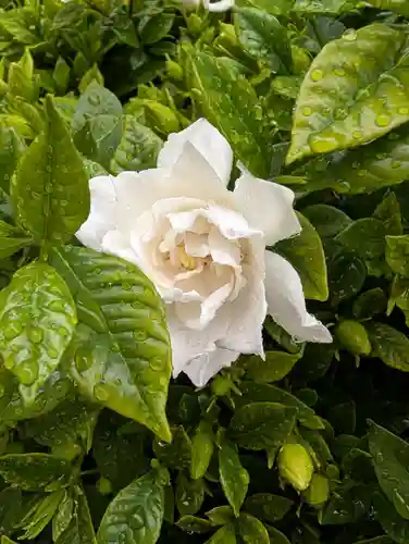 十寄神社(東京都)