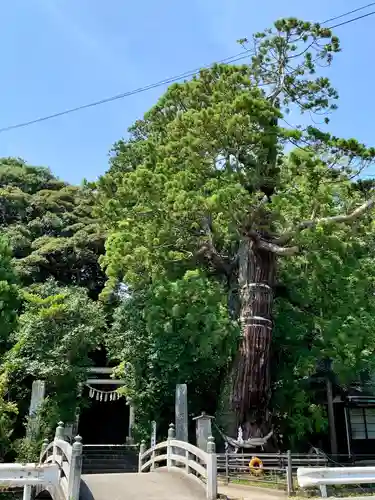 大國魂神社の鳥居