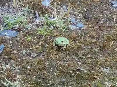 高座神社の動物