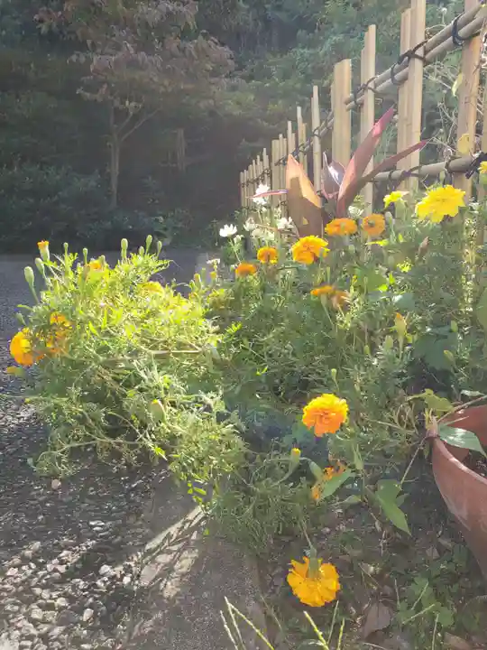 白金氷川神社の自然