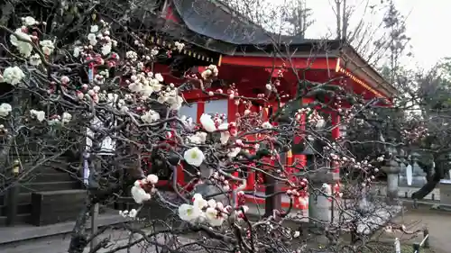 北野天満宮の自然