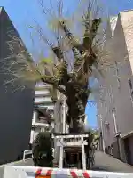 白光大神 (大阪府)