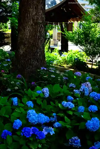磐井神社(東京都)