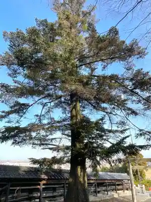 松山諏訪神社(岐阜県)