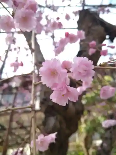 阿智神社の自然
