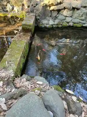 白石神社の{uncategorized: "未分類", other: "その他", undefined: "問題あり", building: "その他建物", grave: "お墓", sacred_gate: "鳥居", guardian: "狛犬", statue: "像", buddha: "仏像", history: "歴史", nature: "自然", garden: "庭園", animal: "動物", pagoda: "塔", temizu: "手水舎", mountain_gate: "山門・神門", sanctuary: "本殿・本堂", subordinate: "末社・摂社", art: "芸術", scenery: "景色", jizo: "地蔵", ema: "絵馬", goshuin: "御朱印", omikuji: "おみくじ", items: "授与品その他", amulet: "お守り", goshuincho: "御朱印帳", eats: "食事", festival: "お祭り", votive_dance: "神楽", shichigosan: "七五三参", wedding: "結婚式", experience: "体験その他", initially: "初詣", around: "周辺", anti_infection: "感染症対策"}