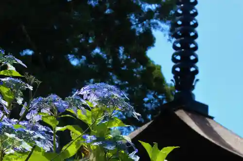 国宝 大法寺の自然