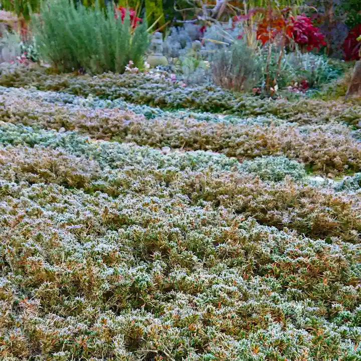 寿量山 速成寺の自然