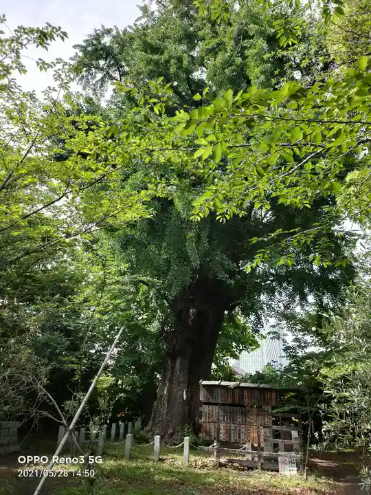 芝東照宮の自然
