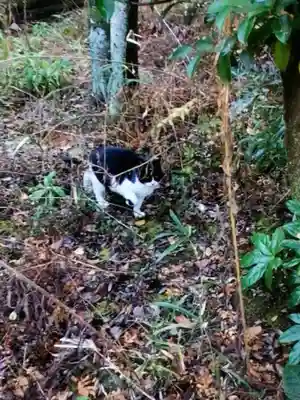 白金氷川神社(東京都)