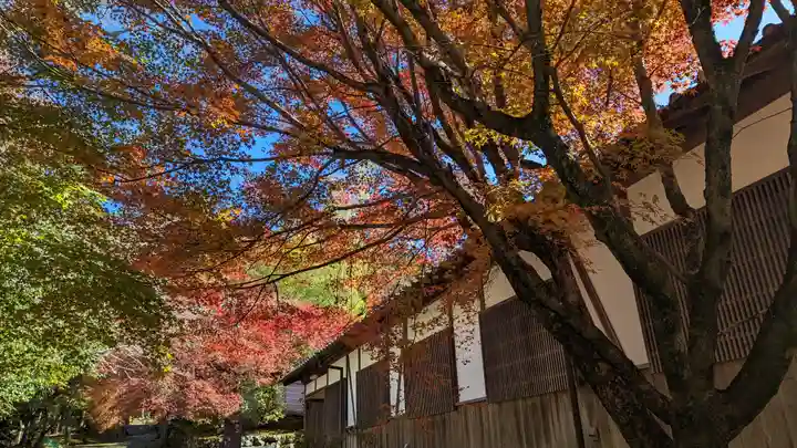 曼殊院門跡(京都府)