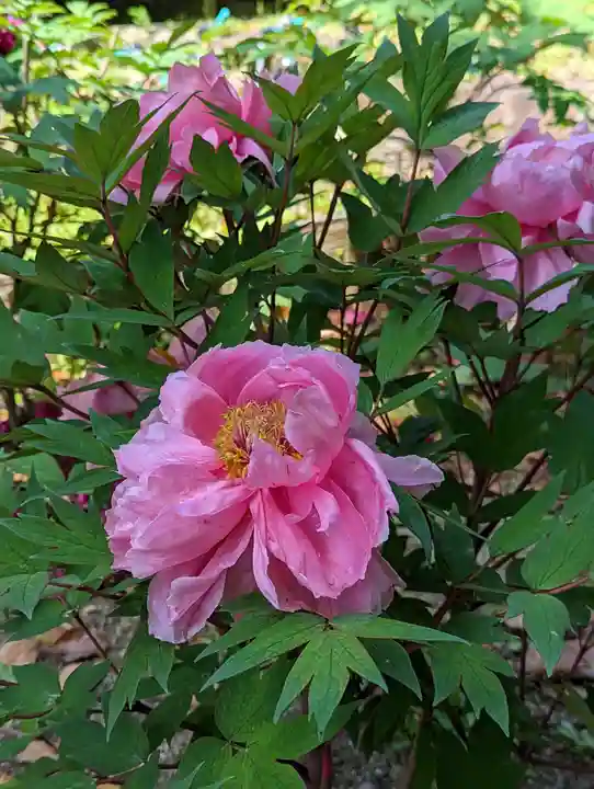 乙訓寺(京都府)
