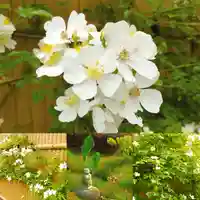 寿量山 速成寺の自然