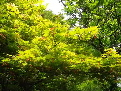 浄光明寺の自然