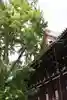 くろ谷 金戒光明寺(京都府)