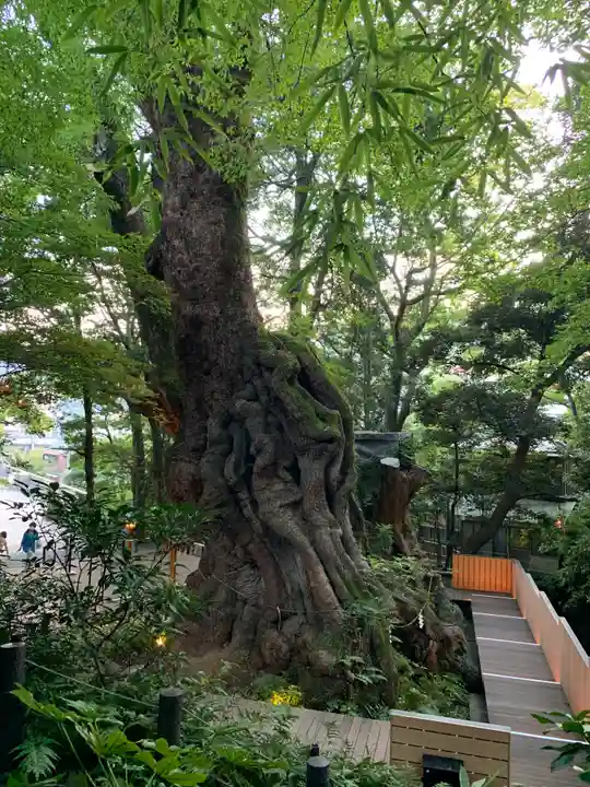來宮神社の自然