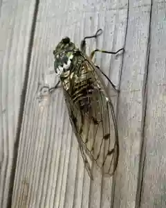 滑川神社 - 仕事と子どもの守り神の動物(2021年08月11日(水) 16時34分08秒投稿)