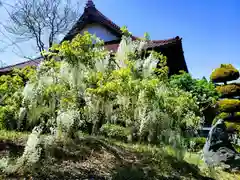 長徳寺の庭園