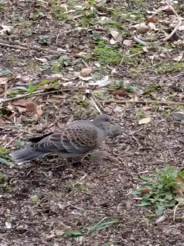 亀戸天神社(東京都)