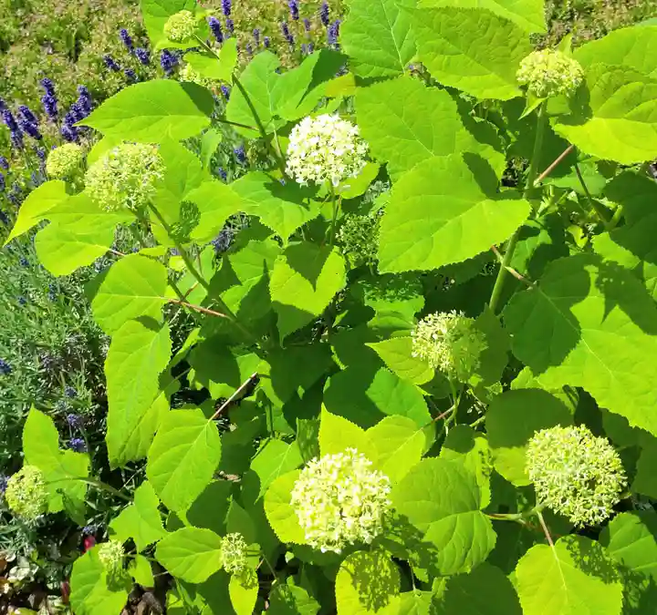寿量山 速成寺の自然