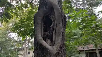 十勝護国神社の自然