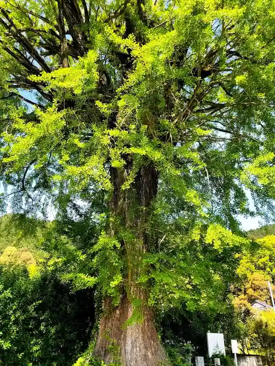 美奈宜神社の自然