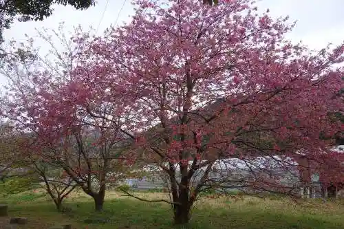 川津来宮神社の自然