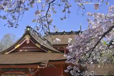 富士山本宮浅間大社(静岡県)