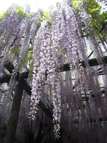 玉敷神社(埼玉県)