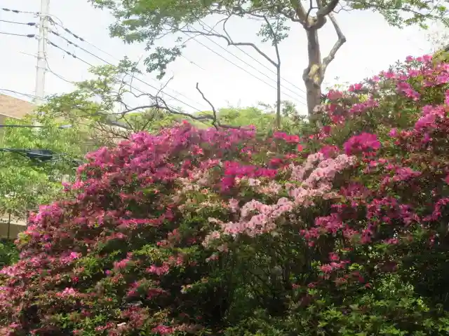 安國論寺(安国論寺)の自然