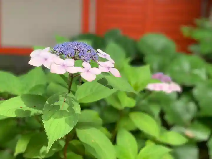 浜松秋葉神社の自然