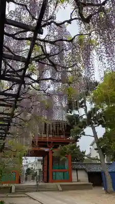 葛井寺(大阪府)