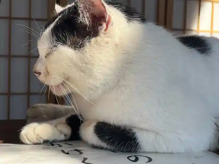 賀茂別雷神社(栃木県)