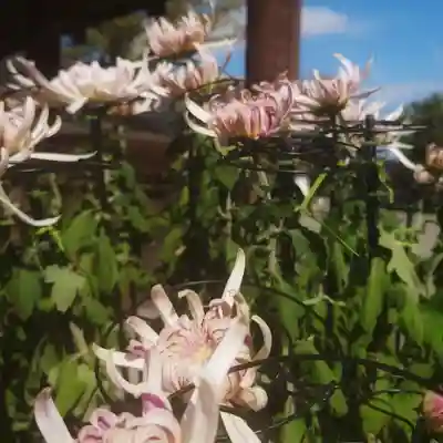 尾張大國霊神社（国府宮）(愛知県)
