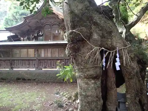 倭文神社の建物その他