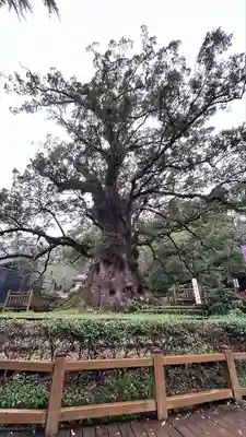 蒲生八幡神社(鹿児島県)