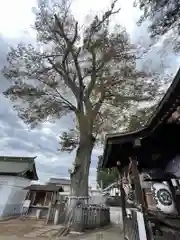 守谷総鎮守 八坂神社(茨城県)