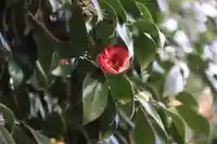 鹿島大神宮の自然