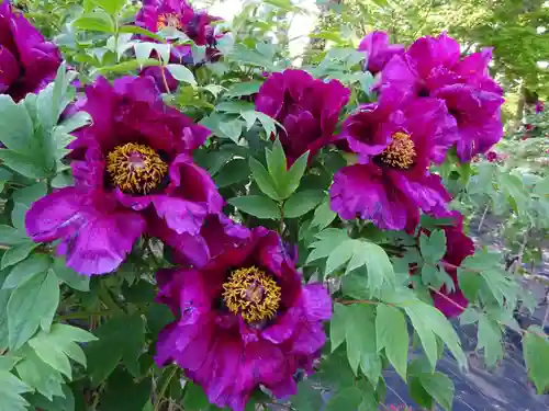 牡丹稲荷神社の自然