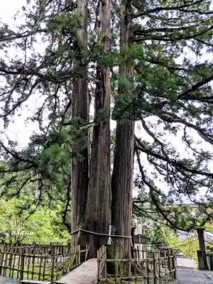 戸隠神社中社(長野県)