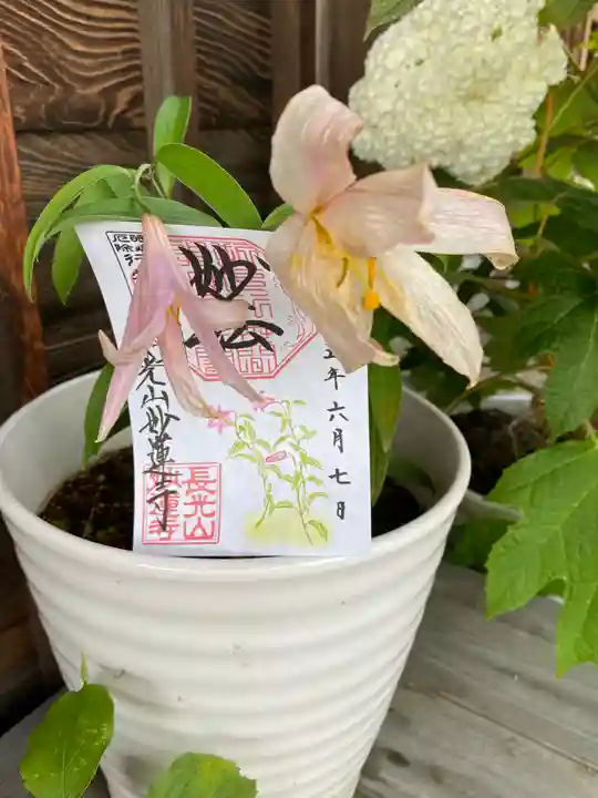 妙蓮寺の御朱印