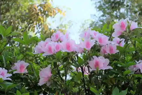 和泉國一之宮　大鳥大社の自然